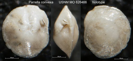 Parrella convexa Olsson, 1960