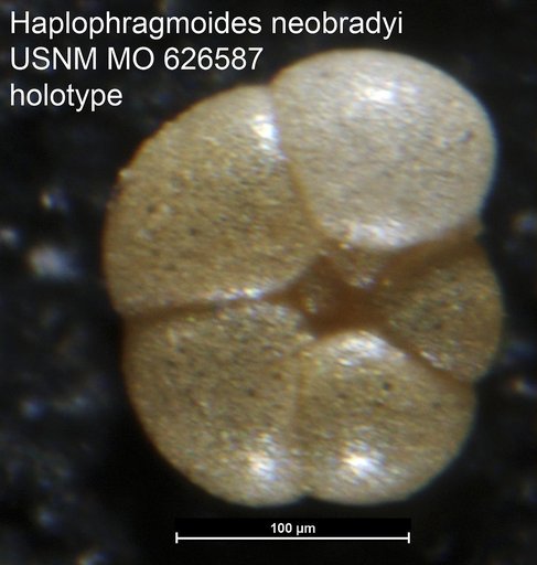 Haplophragmoides neobradyi Uchio, 1960