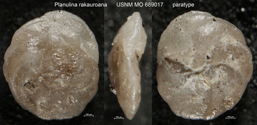 Planulina rakauroana Finlay, 1939