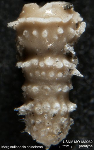 Marginulinopsis spinobesa Finlay, 1947