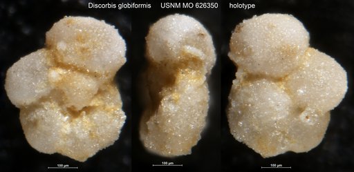 Discorbis globiformis Haque, 1962