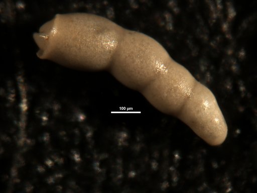 Nodosarella irregularis Olsson, 1960