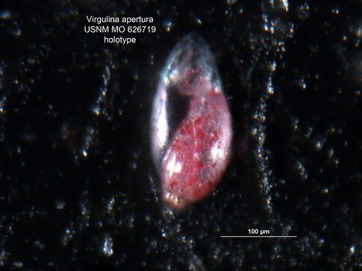Virgulina apertura Uchio, 1960