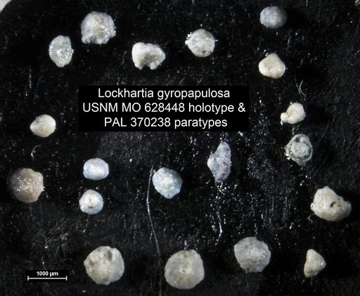 Lockhartia gyropapulosa Levin, 1957