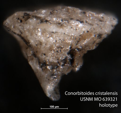 Conorbitoides cristalensis Brönnimann, 1958