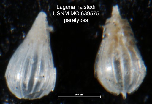 Lagena halstedi Andersen, 1961