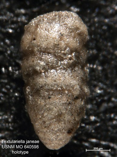 Textulariella janeae Hamlin, 1963