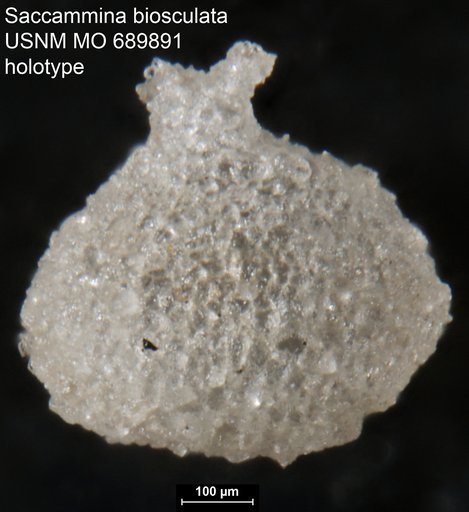 Saccammina biosculata Moreman, 1933
