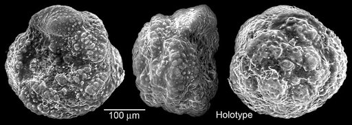 Globotruncana walfischensis Todd, 1970