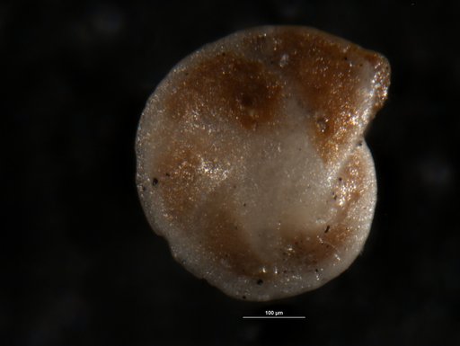 Robulus latexpandus Israelsky, 1955