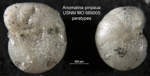 Anomalina piripaua Finlay, 1939