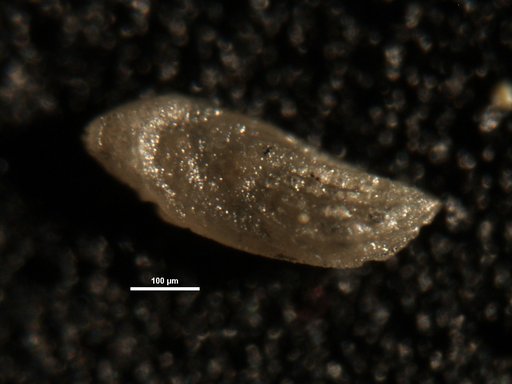 Plectofrondicularia fyfei Finlay, 1939