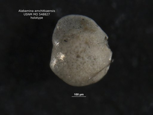 Alabamina ? amchitkaensis Todd, 1953