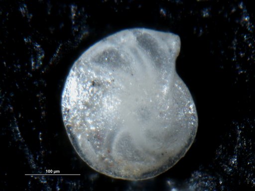 Robulus inenodabilis Israelsky, 1955