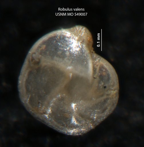 Robulus valens Israelsky, 1955