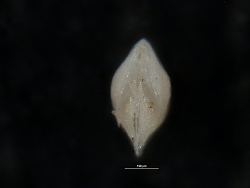 Robulus revoltus Israelsky, 1955