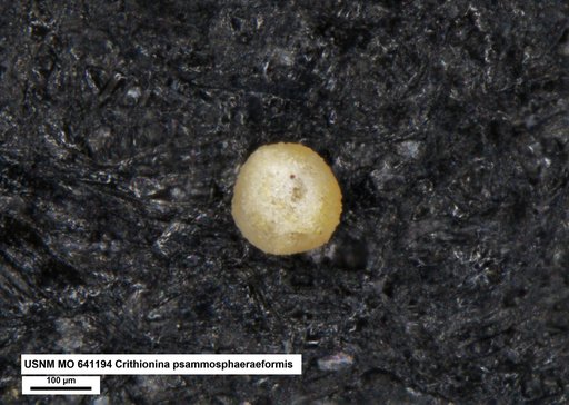 Crithionina psammosphaeraeformis Conkin & Conkin, 1964