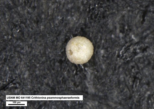 Crithionina psammosphaeraeformis Conkin & Conkin, 1964