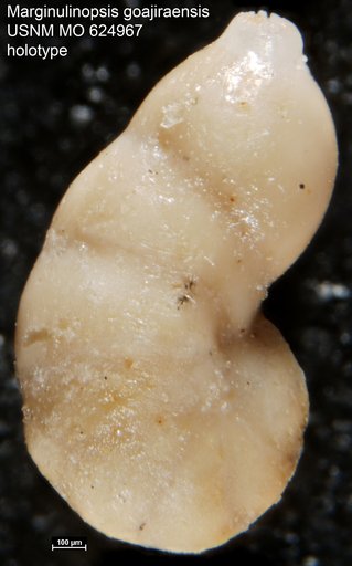Marginulinopsis goajiraensis Becker & Dusenbury, 1958