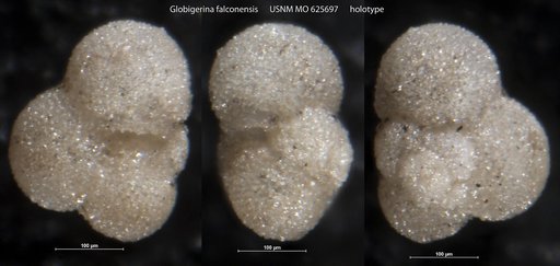 Globigerina falconensis Blow, 1959