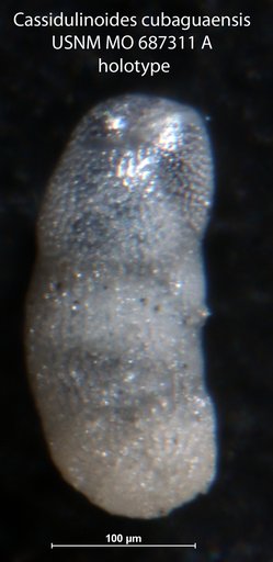 Cassidulinoides cubaguaensis Bermúdez & Fuenmayor, 1966