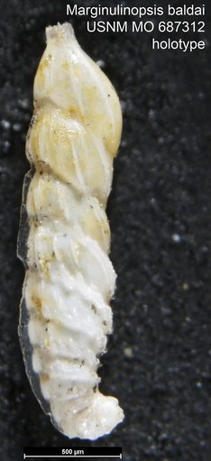 Marginulinopsis baldai Bermúdez & Fuenmayor, 1966