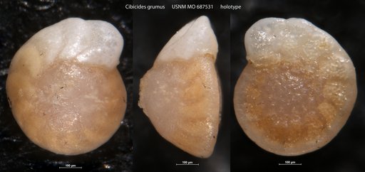 Cibicides grumus Todd, 1970