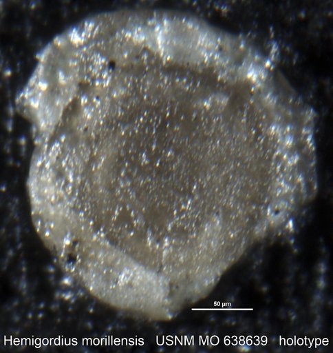 Hemigordius morillensis Conkin, 1961