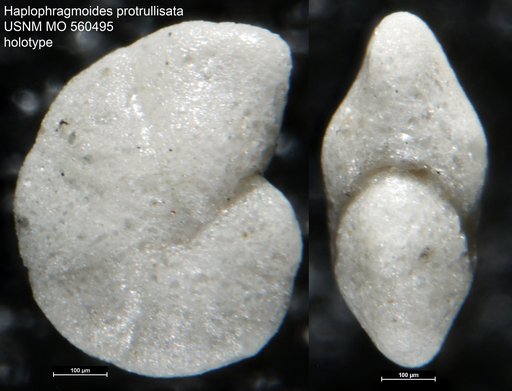 Haplophragmoides protrullisata Israelsky, 1951