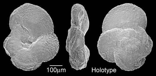Marginotruncana bouldinensis Pessagno, 1967