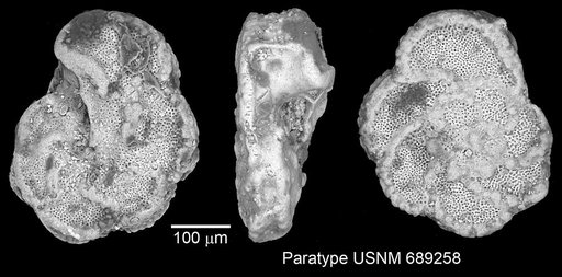 Marginotruncana pseudolinneiana Pessagno, 1967