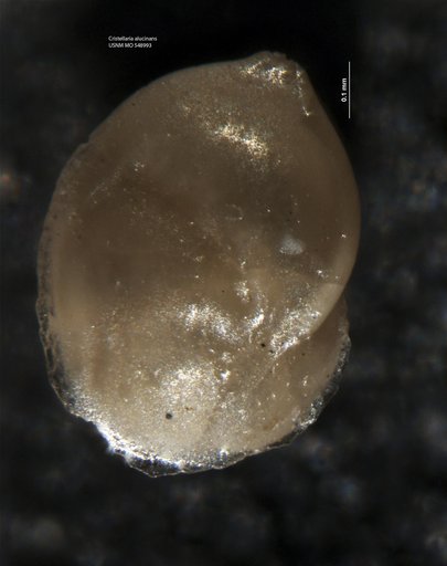Cristellaria alucinans Israelsky, 1955