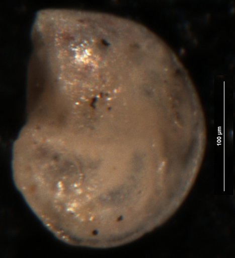 Robulus fictus Israelsky, 1955