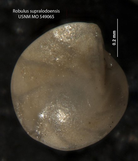 Robulus supralodoensis Israelsky, 1955