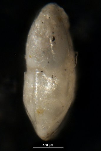 Robulus plicatus Israelsky, 1955