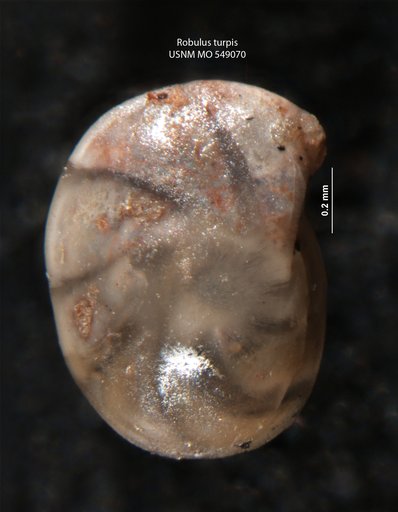 Robulus turpis Israelsky, 1955