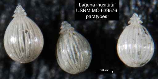 Lagena inusitata Andersen, 1961