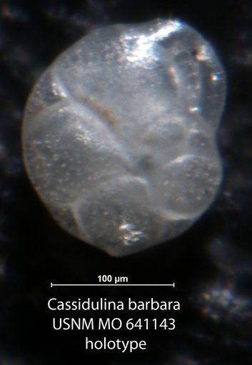 Cassidulina barbara Buzas, 1965