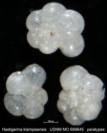 Hastigerina klampisensis Kadar, 1975