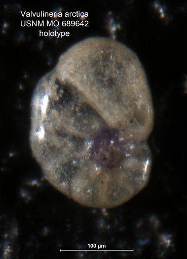 Valvulineria arctica Green, 1959