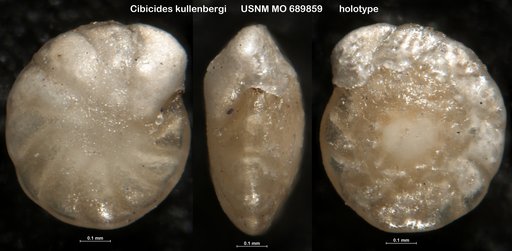 Cibicides kullenbergi Parker, 1953