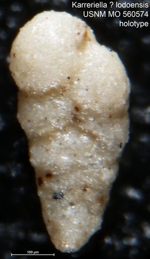 Karreriella ? lodoensis Israelsky, 1951
