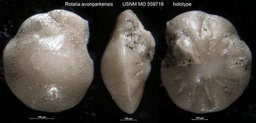 Rotalia avonparkensis Applin & Jordan, 1945