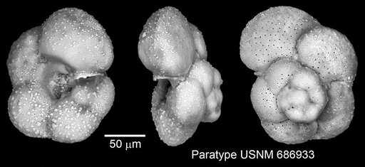 Globorotalia cavernula Be, 1967