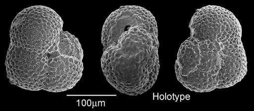 Globorotalia opima continuosa Blow, 1959