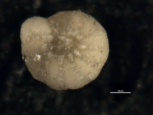 Elphidium mundulum Todd & Low, 1960