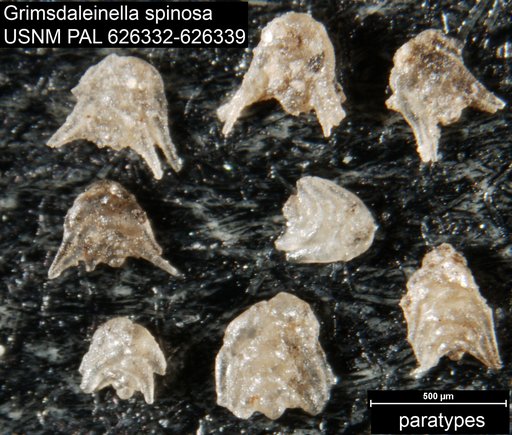 Grimsdaleinella spinosa Bolli, 1959
