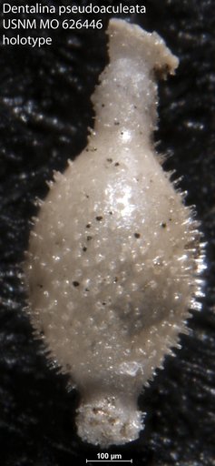 Dentalina ? pseudoaculeata Olsson, 1960