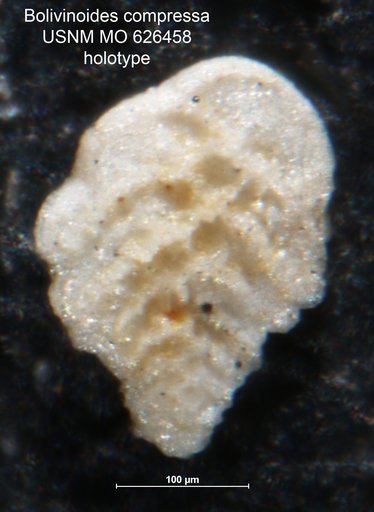 Bolivinoides compressa Olsson, 1960