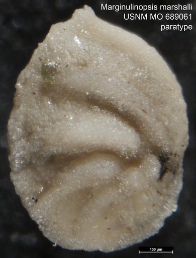Marginulinopsis marshalli Finlay, 1939